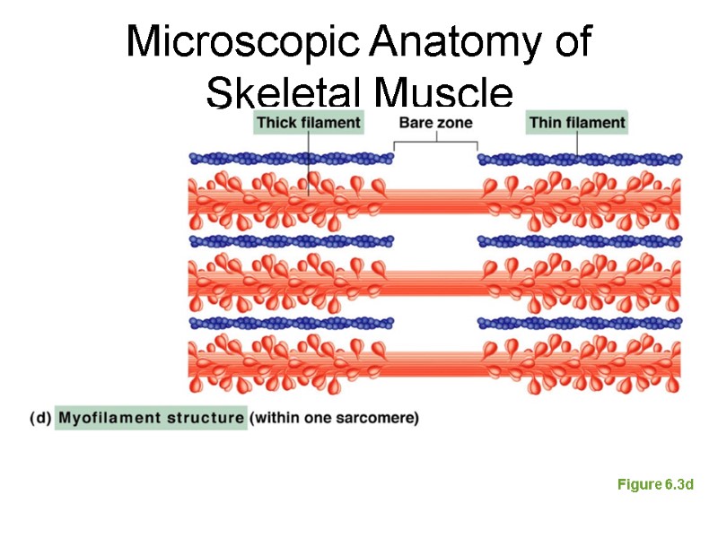 Microscopic Anatomy of Skeletal Muscle Figure 6.3d